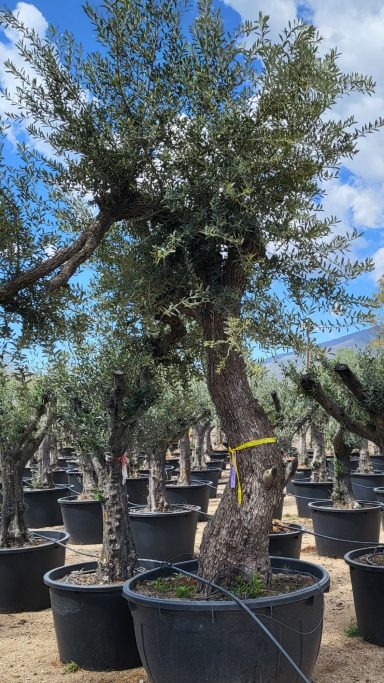 Baum Nr. 25 € Verkauft